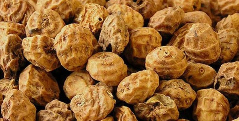 Орех чуфа выращивание и сбор урожая