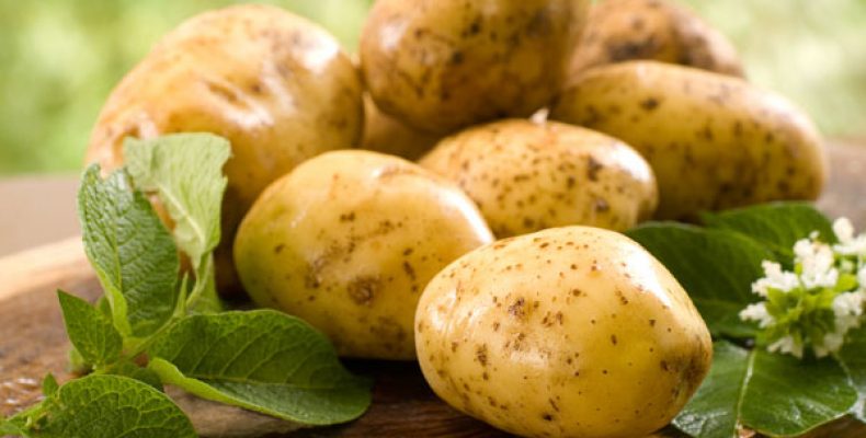 Как посадить ранний картофель?