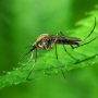 Растения против комаров и мошек — природное спасение от укусов