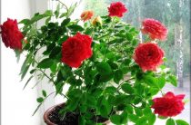Выращивание розы на подоконнике