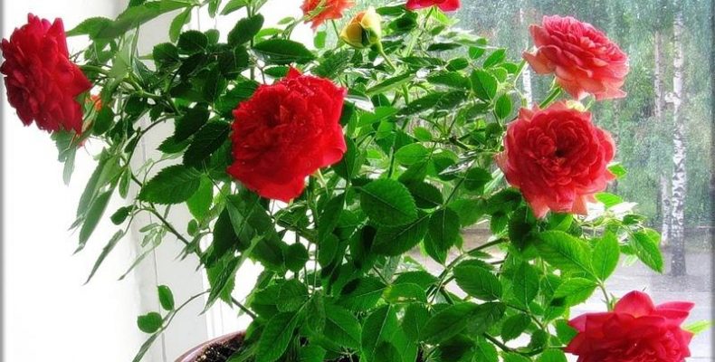 Выращивание розы на подоконнике